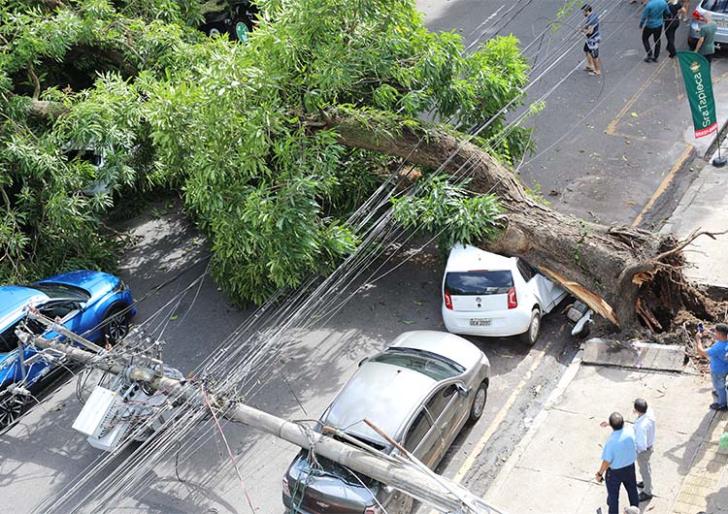 #ParaTodosVerem: Fotografia do tombamento de uma árvore em frente ao anexo do TRT-8