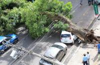 #ParaTodosVerem: Fotografia do tombamento de uma árvore em frente ao anexo do TRT-8